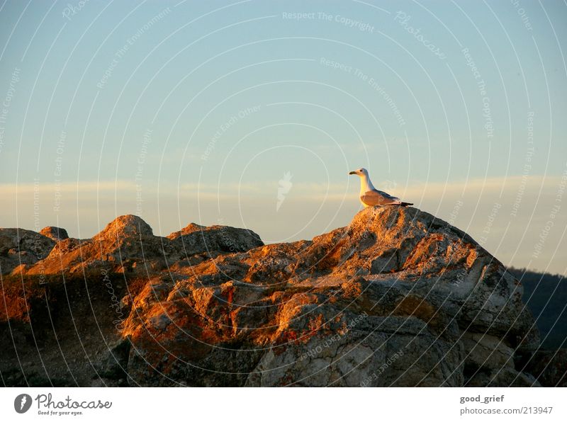 romanticizing seagull Environment Nature Landscape Earth Sky Sunrise Sunset Summer Animal Wild animal Bird Seagull 1 Fresh Blue Emotions Moody Freedom Rock