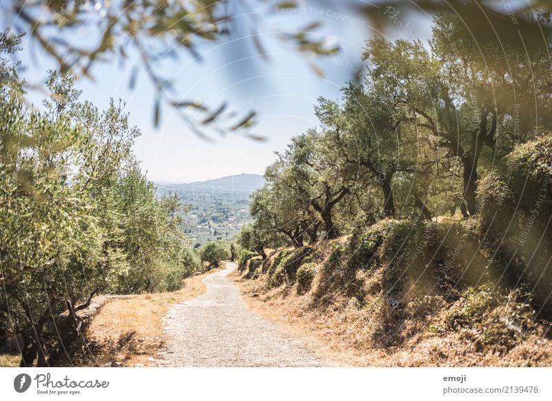 olive grove Environment Nature Landscape Plant Summer Beautiful weather Warmth Tree Forest Natural Green Olive grove Olive tree Zakynthos Colour photo