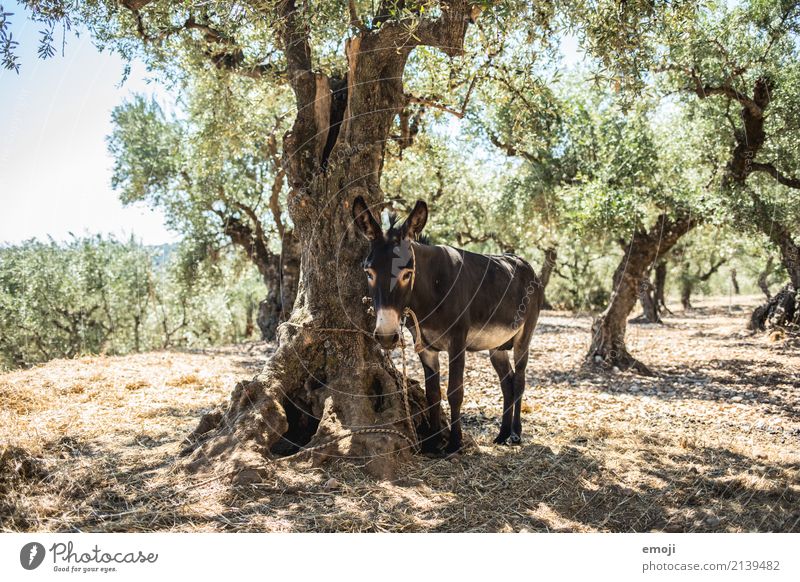 ass Nature Summer Beautiful weather Warmth Tree Field Natural Green Donkey Colour photo Multicoloured Exterior shot Day Shallow depth of field