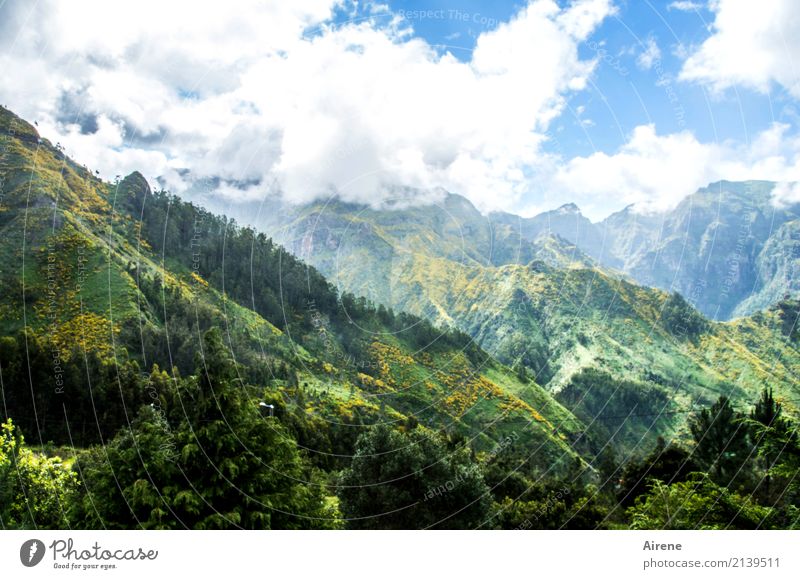 mountain light Trip Far-off places Mountain Hiking Landscape Sky Clouds Beautiful weather Virgin forest Peak Madeira Looking Natural Positive Blue Green