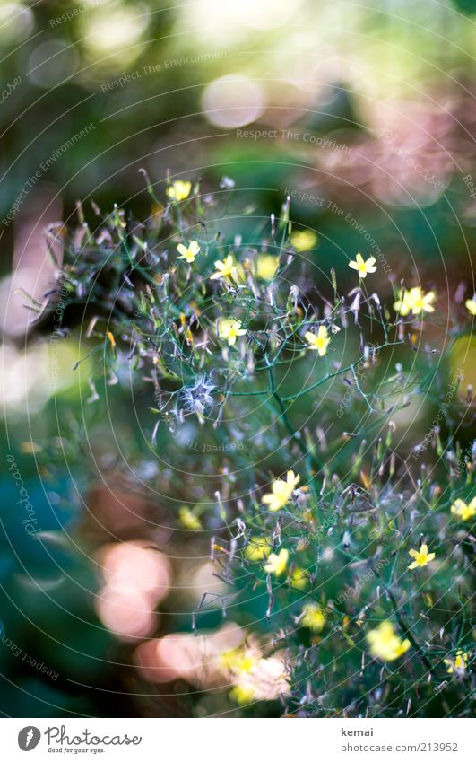 forest flowers Environment Nature Plant Sunlight Summer Beautiful weather Warmth Flower Bushes Leaf Blossom Wild plant Blossoming Growth Yellow Green