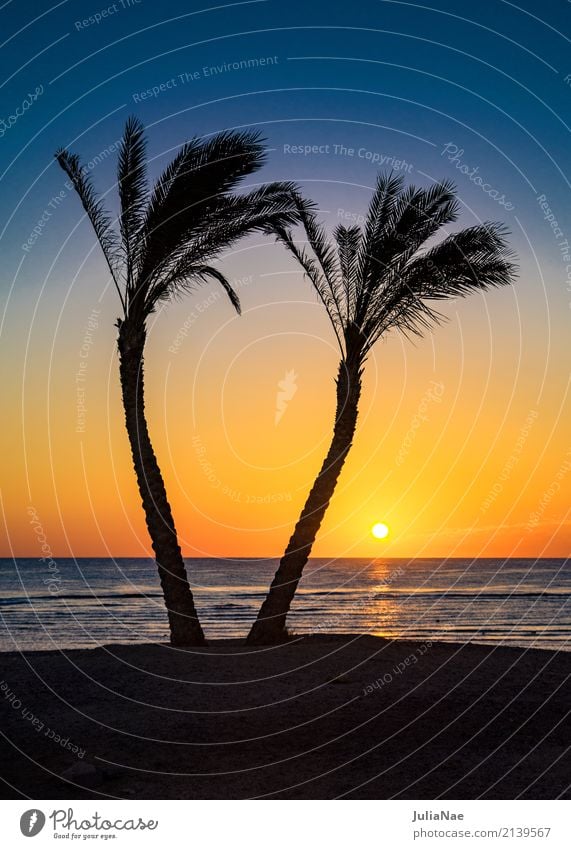 Sunrise under palm trees Palm tree Beach Ocean Sunset Vacation & Travel Relaxation Wanderlust Idyll Caribbean Coast Landscape Mediterranean sea Nature Natural