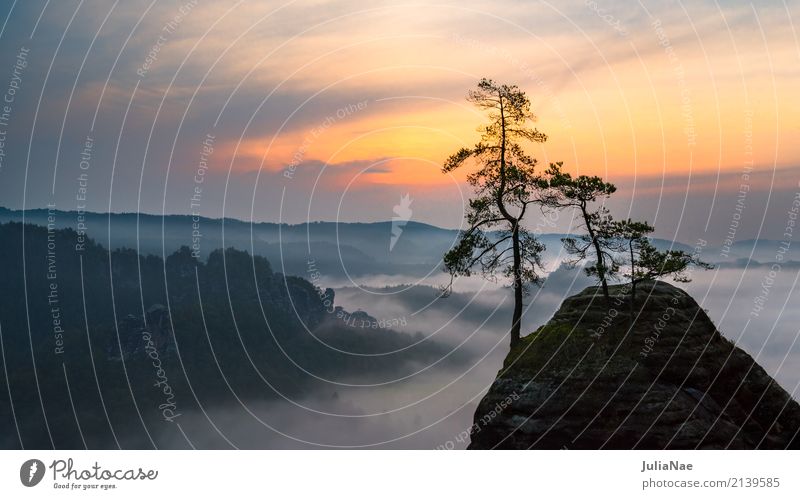 foggy sunrise in the Elbe Sandstone Mountains Sunrise Saxon Switzerland Elbsandstein region Elbsandstone mountains Autumn Fog Rock Stone Tree rathen Bastei