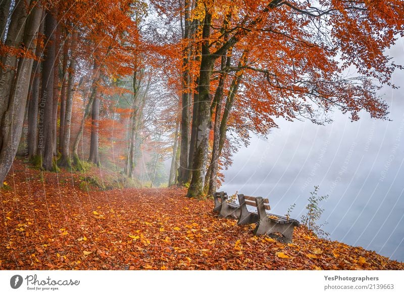 Misty lake shore and autumn woods Design Joy Relaxation Calm Leisure and hobbies Vacation & Travel Tourism Freedom Hiking Nature Landscape Autumn Fog Tree Leaf