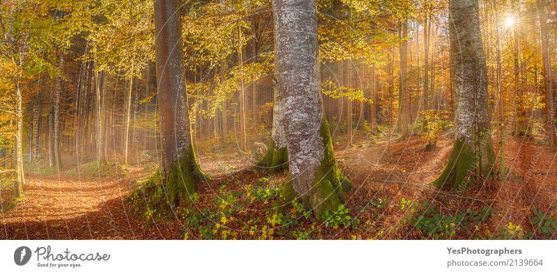 Sunshine through autumn forest Design Joy Happy Relaxation Leisure and hobbies Vacation & Travel Hiking Nature Landscape Sunlight Autumn Warmth Tree Leaf Forest