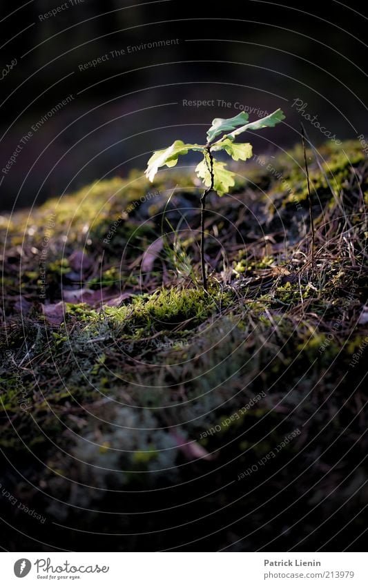 Light in the dark Environment Nature Plant Earth Sunlight Autumn Flower Wild plant Hill Breathe Bright Cold Natural Moody Beautiful Grass Lighting Illuminate