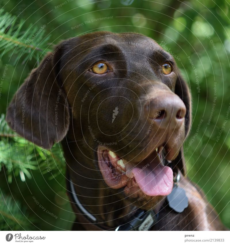 Beautiful dog Summer Beautiful weather Animal Pet Dog 1 Brown Green Hound Head Exterior shot Looking Colour photo Deserted Copy Space top Day