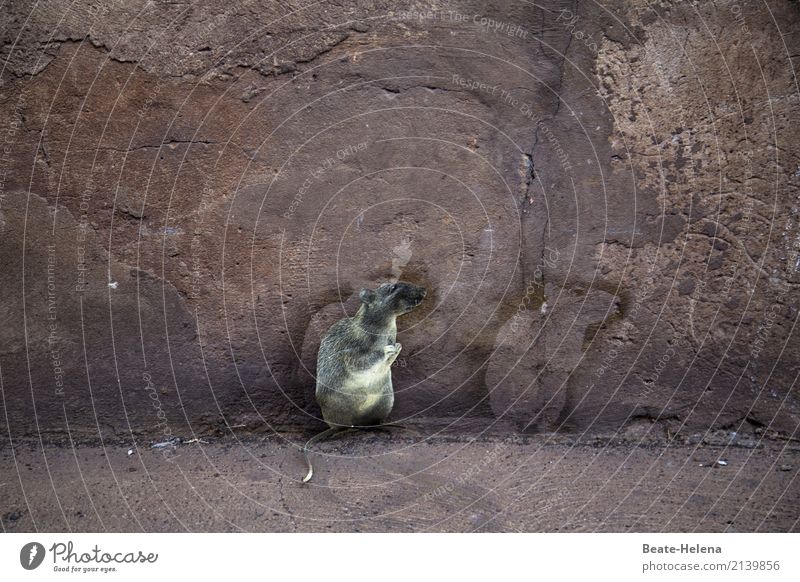 the wandering rat suffered a shadowy existence. Diet Fasting Nature Elements Earth Rock Stony Wall (barrier) Wall (building) Rat Stone Sign Shadow