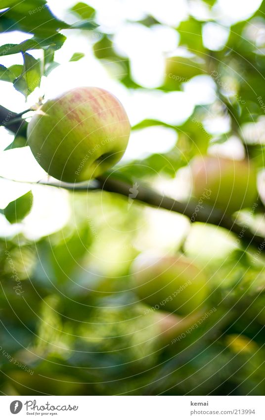 apple season Food Fruit Apple Nutrition Organic produce Environment Nature Plant Sunlight Summer Autumn Beautiful weather Tree Leaf Foliage plant