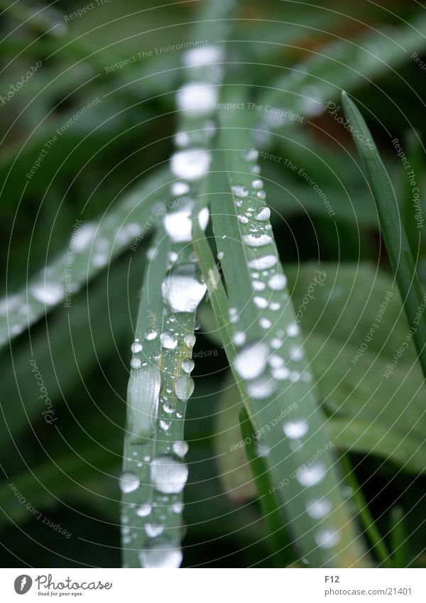 Meadow after the rain Grass Green Light Damp Blur Rope Water Drops of water Reflection Rain