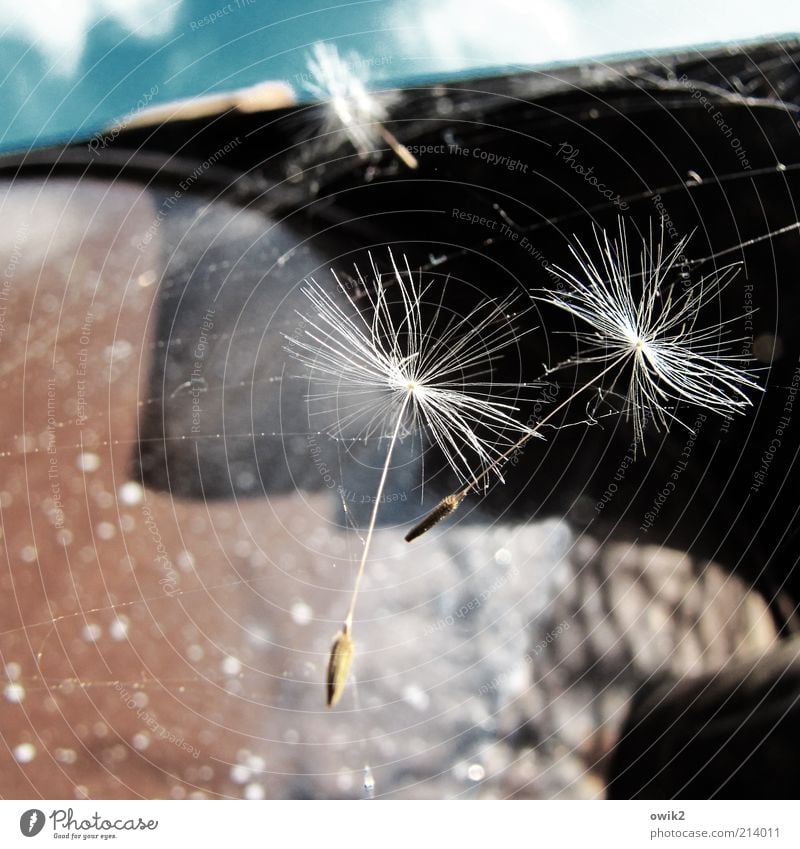 dandelion ballet Art Environment Nature Plant Sky Clouds Beautiful weather Flower Dandelion Flying Wait Esthetic Thin Elegant Change Attachment Harmonious