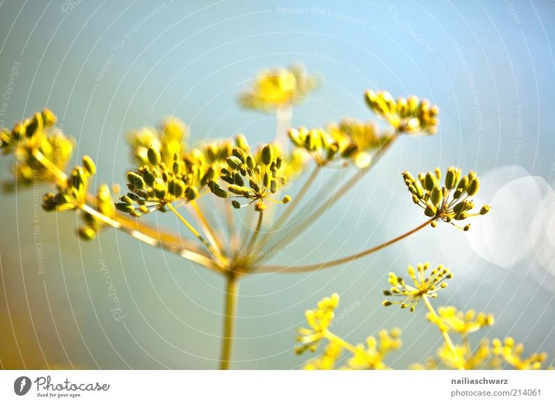 Autumn Environment Nature Plant Blossom Wild plant Esthetic Blue Colour photo Subdued colour Exterior shot Close-up Detail Macro (Extreme close-up) Deserted Day