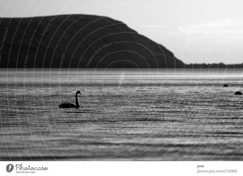 Searching Nature Landscape Animal Water Mountain Lake Swan Esthetic Elegant Beautiful Calm Loneliness Freedom Life Peace Bird Dark Black & white photo