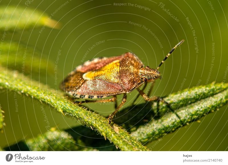 Berry bug, Dolycois baccarum L. Nature Animal Leaf Green Sloebug Insect Bug heteroptera Shell sign Zoology Germany Colour photo Close-up