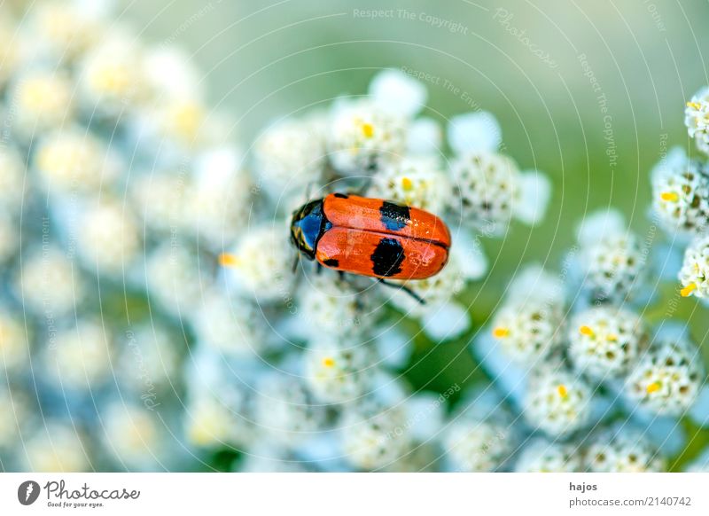 Blood jade, Cercopsis sanguinolenta on blossom Life Nature Animal Wild animal Beetle Threat Red Black blood jade Blade of grass foam cicada Insect Indigenous