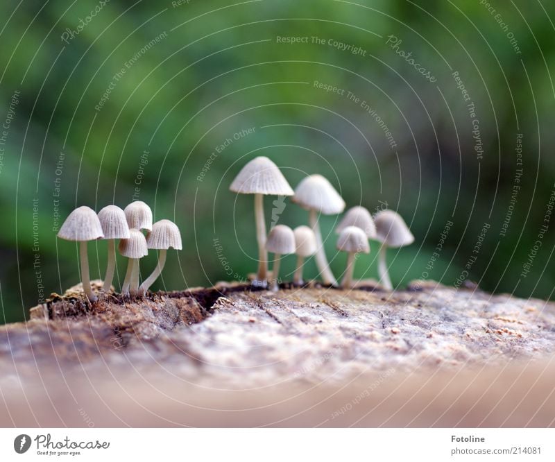 mushroom gathering Environment Nature Plant Elements Earth Autumn Wild plant Growth Bright Natural Green White Mushroom Mushroom cap Colour photo Multicoloured