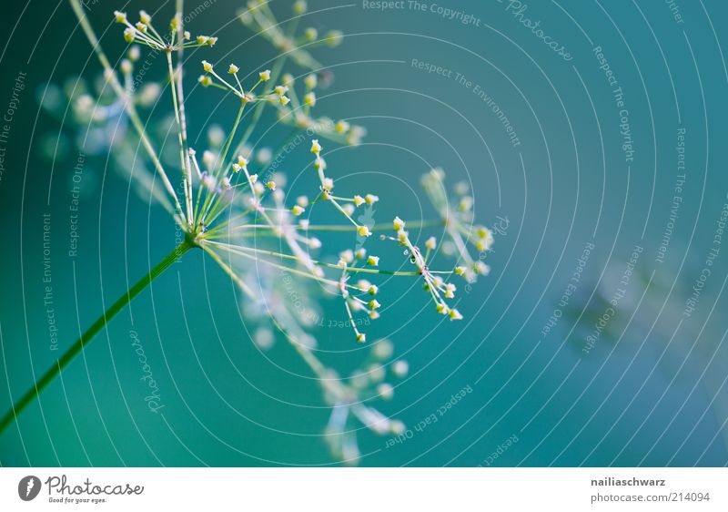 fragile Environment Nature Plant Flower Blossom Foliage plant Wild plant Esthetic Blue Yellow Green White Fragile Colour photo Exterior shot Close-up Detail