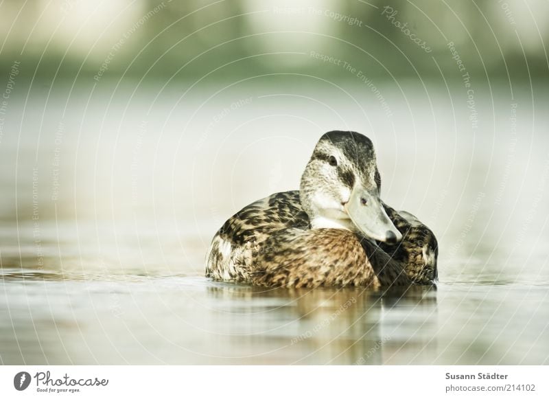 Duck good, all good Animal Wild animal Bird Animal face Lake Coast Reflection Smoothness Waveless Drake Loneliness Summery Colour photo Experimental