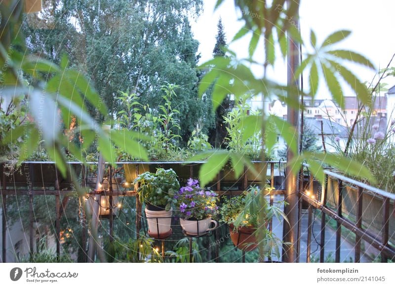 Balcony with green plants in the foreground Balcony plant grow herbs Plant Spring Hemp Leaf Foliage plant Pot plant Backyard hemp plant Private life Flowerpot