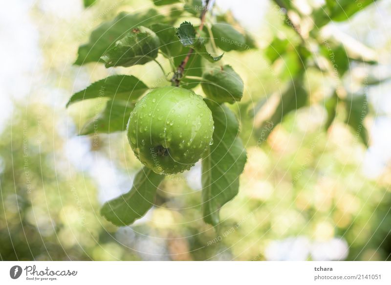 Green apple Fruit Apple Eating Summer Garden Nature Plant Autumn Tree Leaf Drop Growth Delicious Natural Juicy Colour orchard branch Harvest ripe healthy