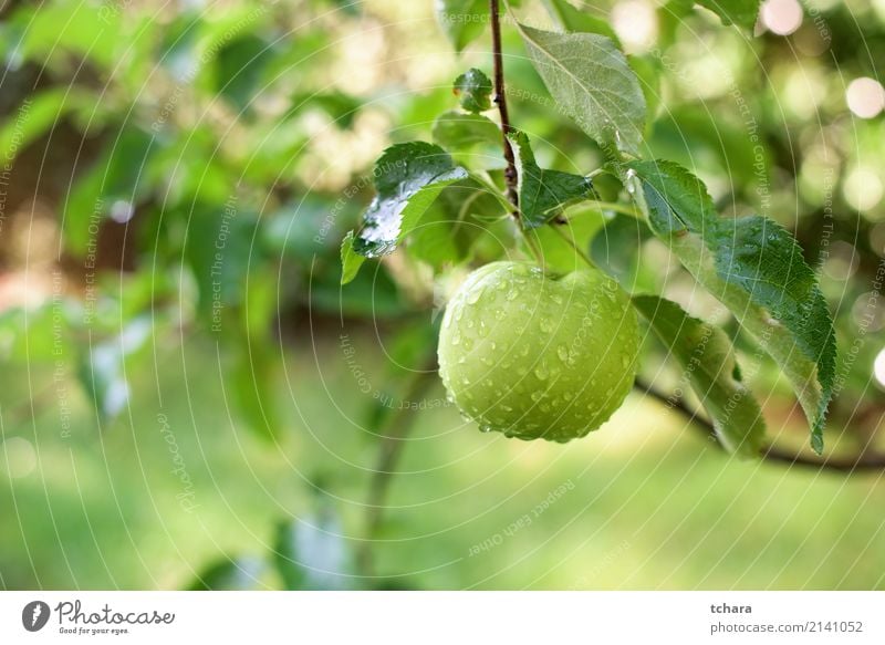 One green apple Fruit Apple Eating Summer Garden Nature Plant Autumn Drop Growth Fresh Delicious Natural Juicy Green Red Colour orchard branch Harvest ripe