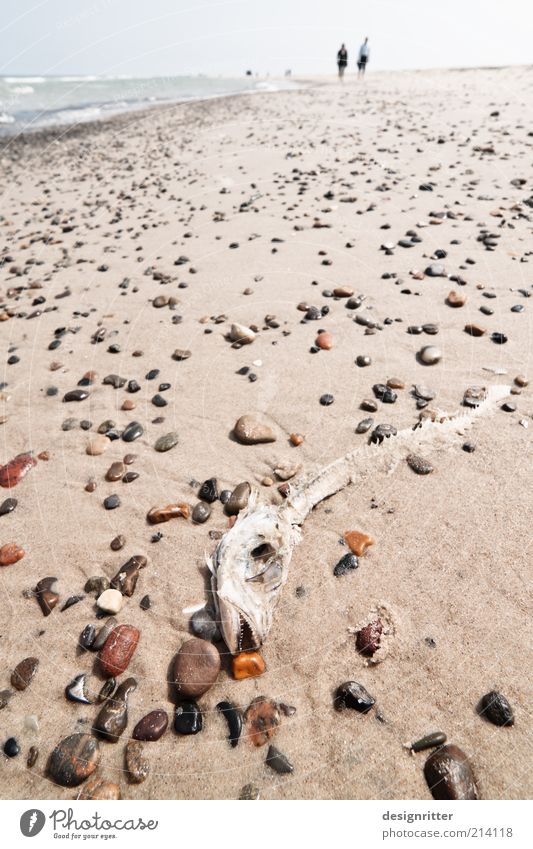 Beach property? Coast North Sea Ocean Wild animal Fish Fish bone Fish head Skeleton Lie Hiking beach hike Denmark Lønstrup Jutland Stone Sand Dry