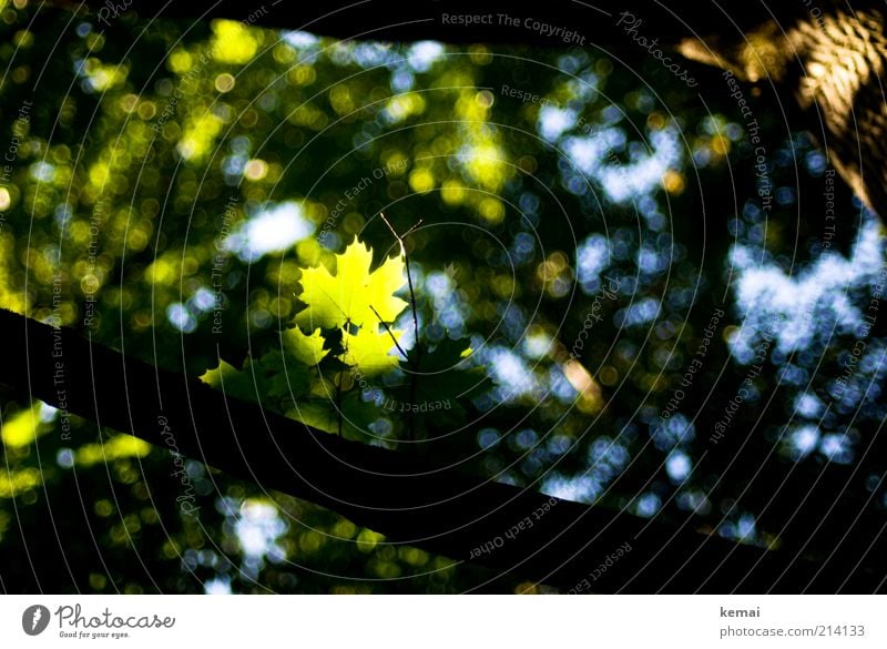 Sheet in Spotlight Environment Nature Plant Sunlight Summer Beautiful weather Tree Foliage plant Wild plant Maple tree Maple leaf Illuminate Growth Bright Green