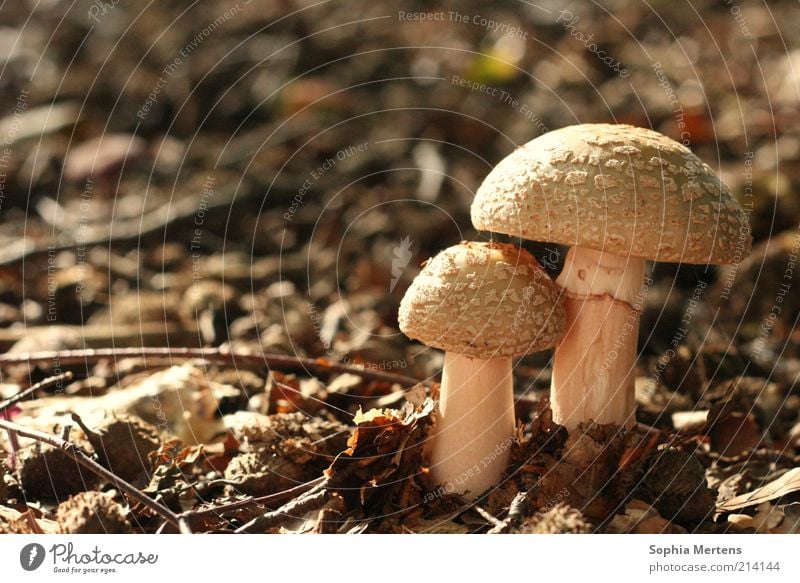 Protecting Nature Earth Sunlight Autumn Beautiful weather Round Brown Colour photo Subdued colour Exterior shot Close-up Detail Deserted Copy Space left