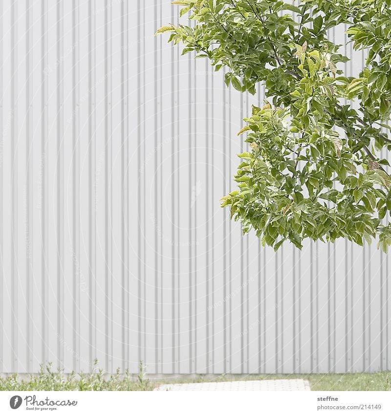 H 10.1] Günter Gras: Sheet metal without drum rolls Beautiful weather Tree Leaf Wall (barrier) Wall (building) Subdued colour Exterior shot Copy Space left