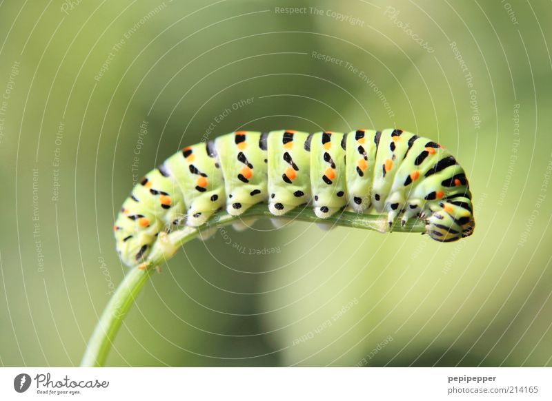 End of the flagpole Plant Grass Animal Claw Paw 1 Line Stripe To feed Hang Crawl Green Caterpillar Multicoloured Exterior shot Close-up Detail