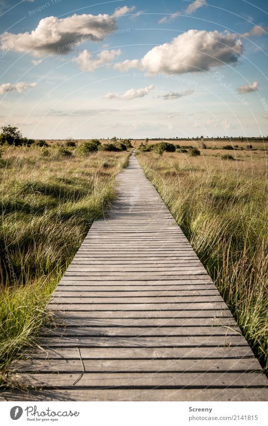 Long way home... Vacation & Travel Tourism Trip Adventure Far-off places Freedom Summer Sun Hiking Nature Landscape Plant Sky Clouds Beautiful weather Grass Bog