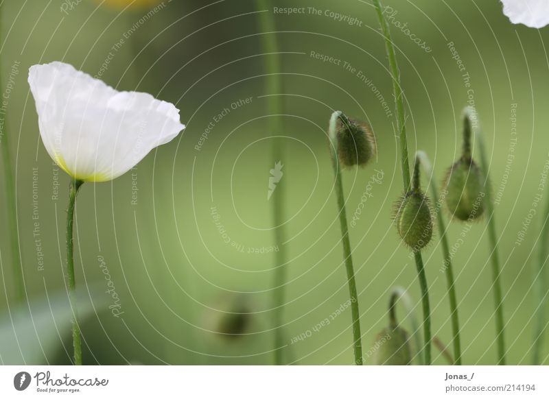 White poppy Summer Environment Nature Plant Flower Leaf Blossom Foliage plant Wild plant Poppy blossom Meadow Elegant Leisure and hobbies Joy Creativity