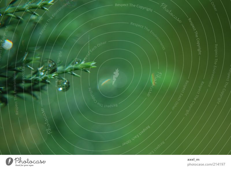 Water drops 4 Plant Drops of water Sunlight Summer Bushes Wet Natural Green Nature Calm Environment Colour photo Exterior shot Macro (Extreme close-up) Deserted