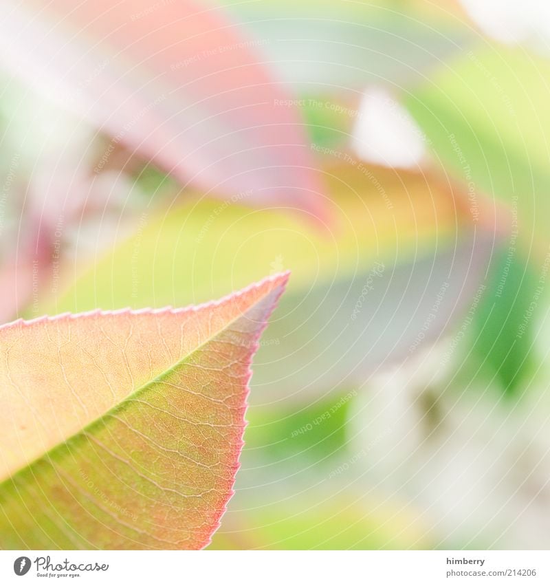 leaf salad Style Design Harmonious Fragrance Decoration Environment Nature Plant Spring Summer Leaf Growth Colour photo Subdued colour Multicoloured