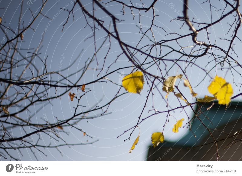 Brühl Autumn Tree Leaf To dry up Gloomy Brown Yellow Gold Moody Transience Change Colour photo Twilight Autumnal Autumnal weather Autumn leaves Branch Twig