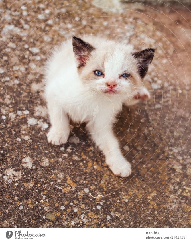 Young siamese cat scratching his ear Animal Pet Cat Animal face 1 Baby animal Stone Sit Friendliness Healthy Beautiful Funny Cute Blue Brown Trust