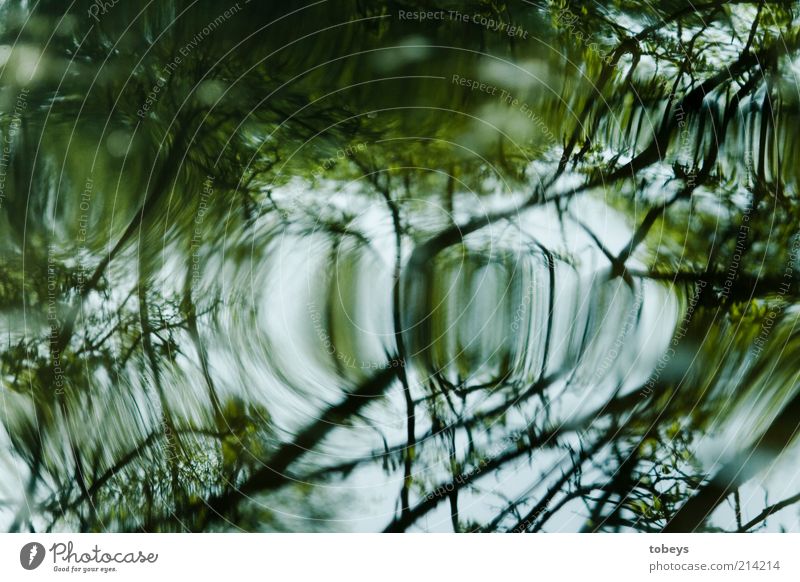 ..... Plant Tree Bushes Foliage plant Wild plant Waves River bank Colour photo Exterior shot Reflection Green White Bright Branch Twig Blur Exceptional Deserted