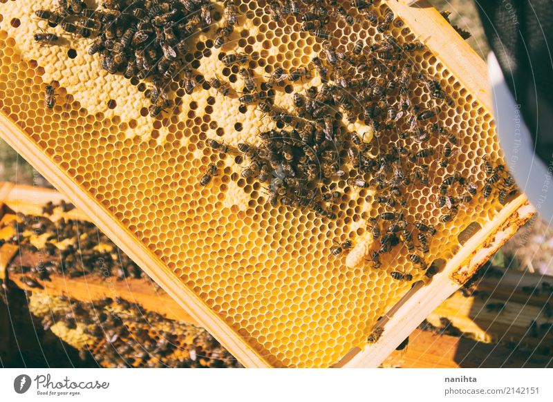 Hive with bees. Beekeeping. Food Honey Nutrition Organic produce Work and employment Profession Agriculture Forestry Animal Insect Bee-keeper Beehive