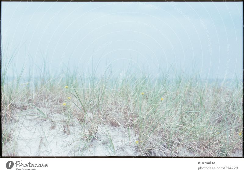 gossamer sea morning Vacation & Travel Far-off places Summer Ocean Nature Landscape Plant marram grass Baltic Sea Esthetic Natural Moody Calm Environment