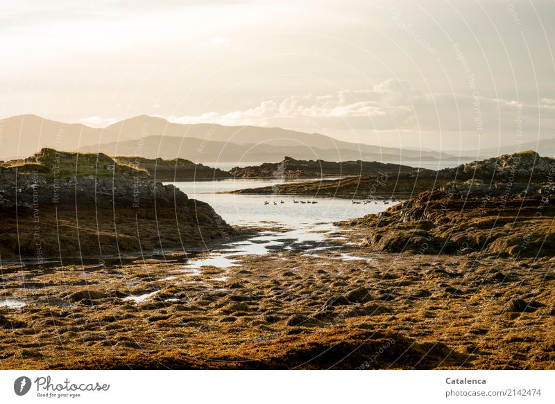 Geese swim in the bay in the evening Nature Landscape Water Sky Summer Beautiful weather Algae Rock Mountain Bay Ocean Atlantic Ocean Scotland Wild animal Bird