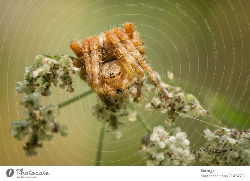 cross-spider yoga Environment Nature Landscape Plant Animal Spring Summer Autumn Grass Bushes Garden Park Meadow Forest Wild animal Spider Animal face 1