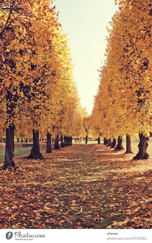 Linden avenue (3) Autumn Beautiful weather Tree Lime tree Lime leaf Autumn leaves Tree trunk Deciduous tree Park Illuminate Blonde Yellow Gold Contentment