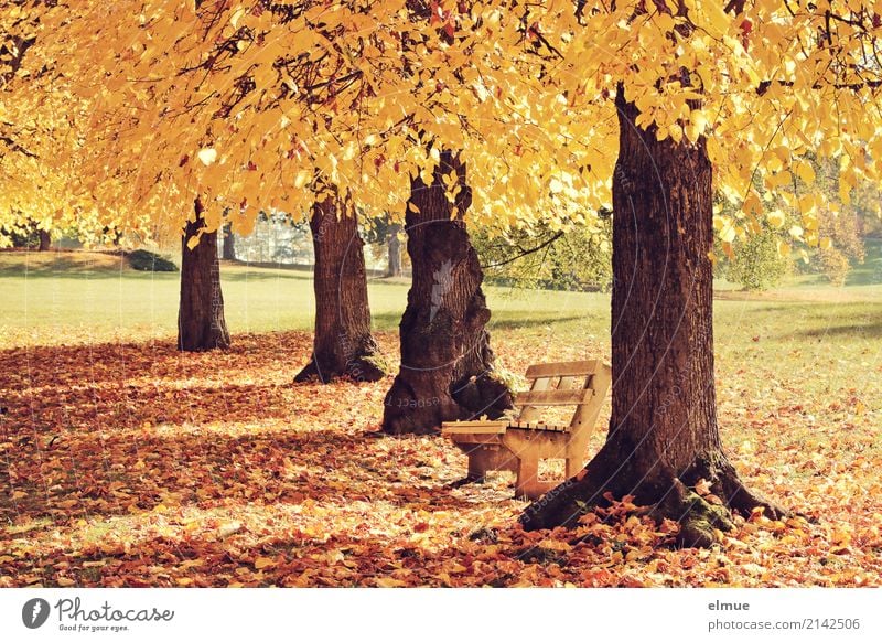 rest Nature Autumn Beautiful weather Tree Lime tree Tree trunk Autumn leaves Park Outskirts Illuminate Yellow Gold Happy Contentment Joie de vivre (Vitality)