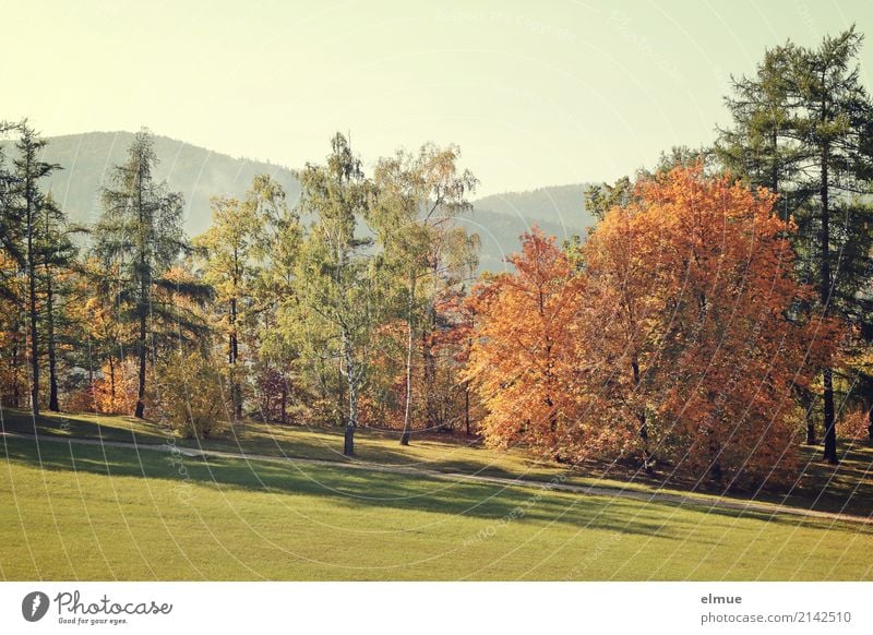 autumn colours Landscape Autumn Tree Autumn leaves Deciduous tree Coniferous trees Hill Park Meadow Illuminate Esthetic Friendliness Bright Sustainability