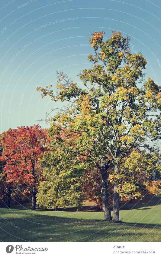 silent Cloudless sky Autumn Beautiful weather Tree Autumn leaves Deciduous tree Park Illuminate Friendliness Gigantic Multicoloured Happy Contentment