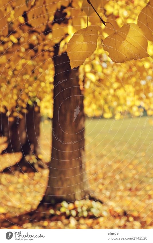 Golden Autumn Nature Beautiful weather Tree Lime tree Lime leaf Park Transience Cardiovascular system autumn walk Hang Illuminate Esthetic Blonde Yellow