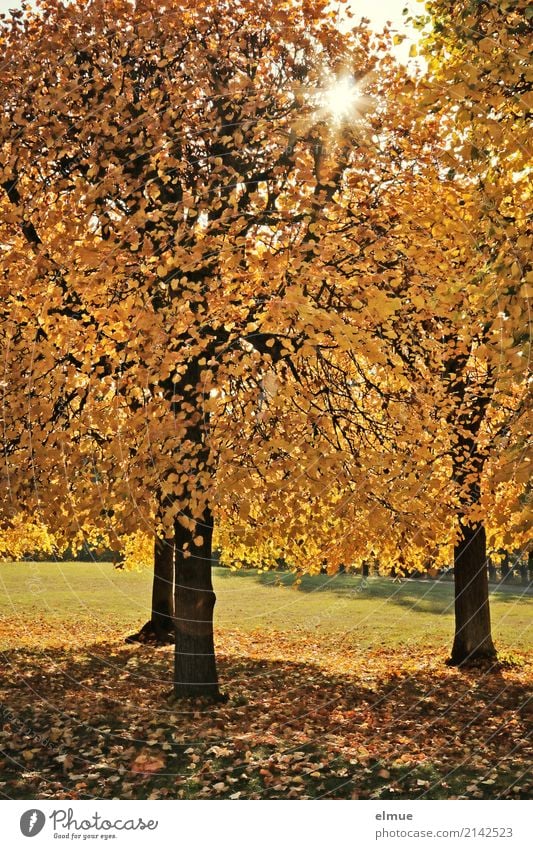 sun lime trees Nature Autumn Beautiful weather Tree Lime tree Lime leaf Autumn leaves Tree trunk Park Illuminate Blonde Yellow Gold Emotions Happy Romance