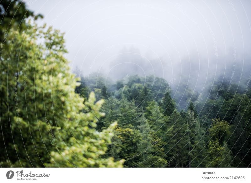 forest in the fog Nature Fog Tree Forest Hallstadt Austria Europe Village Green White World heritage Salzkammergut Federal State of Upper Austria Colour photo