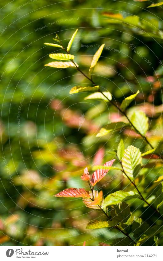 Autumn in the hedge Environment Nature Plant Sunlight Beautiful weather Warmth Bushes Leaf Foliage plant Wild plant Hedge Green Red Colour photo Subdued colour