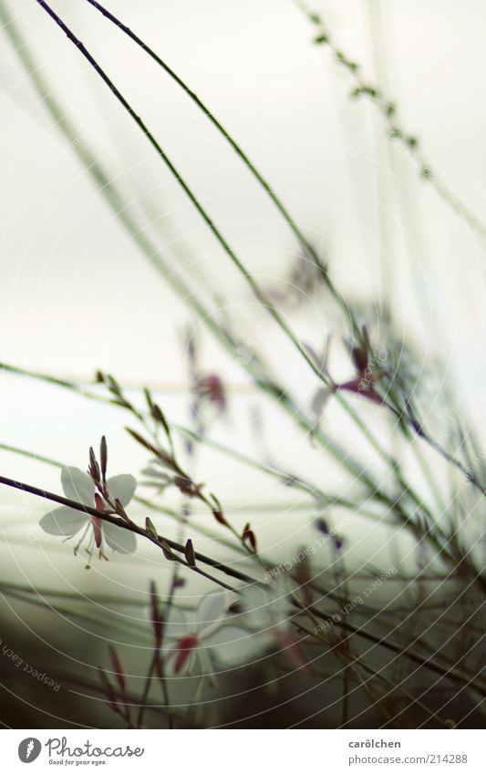 tragedy Environment Nature Plant Flower Bushes Blossom Dark Thin Cold Brown Gray Violet Calm Delicate Colour photo Subdued colour Exterior shot Detail Deserted